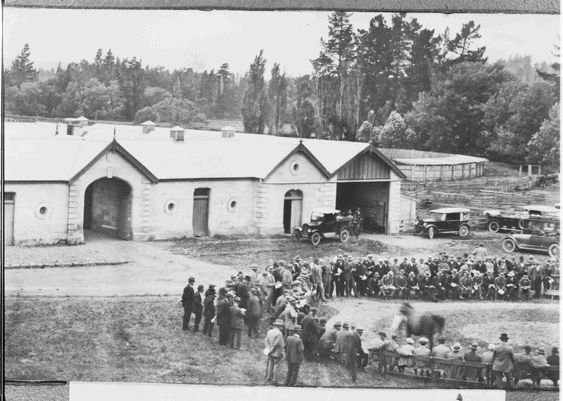 Horse sale at Elderslie Estate Culture Waitaki