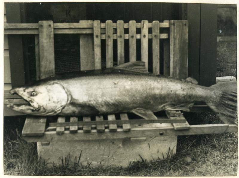 38 pound Chinook Salmon [Quinnat Salmon] Culture Waitaki