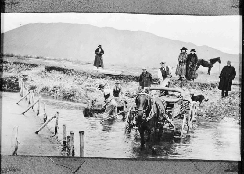 Salmon Hatchery Hakataramea. Culture Waitaki