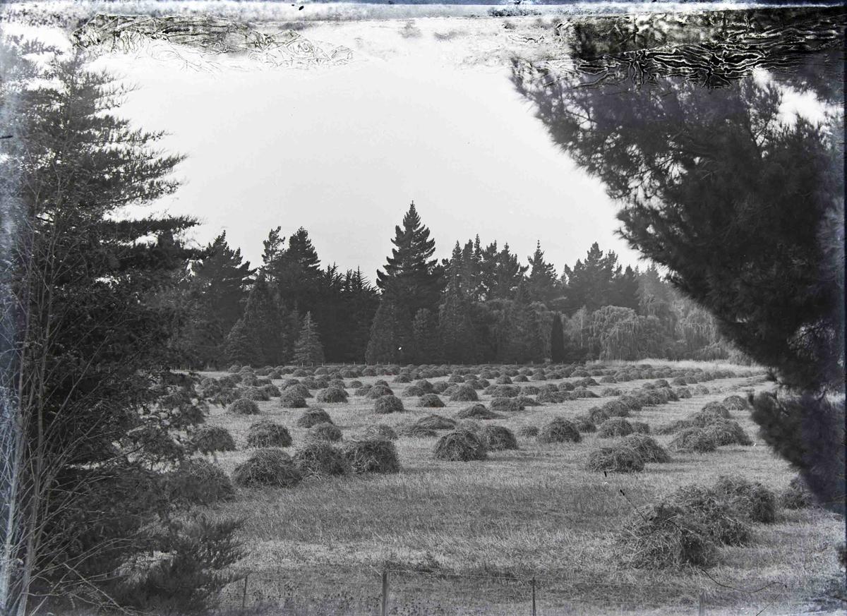 Elderslie Estate Culture Waitaki